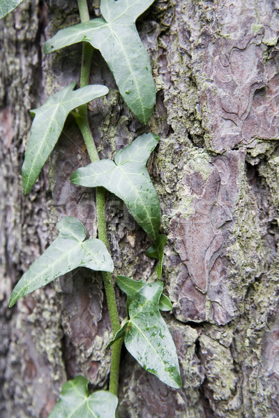 Foto stock: Hera · verde · marrom · casca · árvore · floresta
