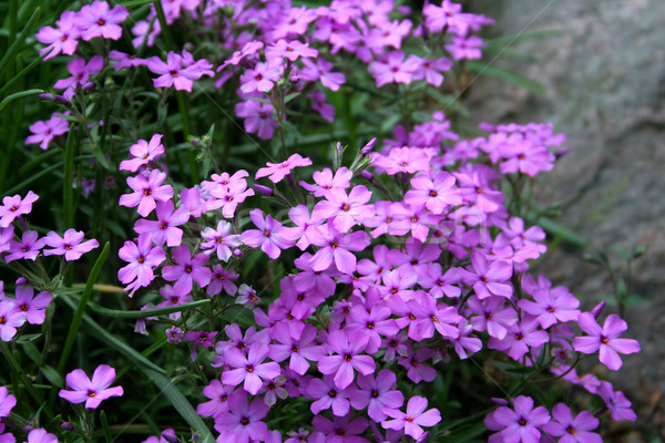 Viola fiori giardino sfondo foglie colore Foto d'archivio © Hochwander