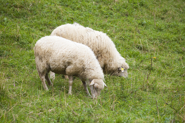pack of sheeps on the grass Stock photo © Hochwander