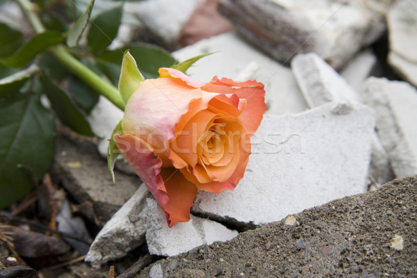 消失 美麗 玫瑰 橡膠 生態 符號 商業照片 © Hochwander