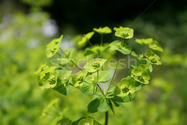 Groene bloementuin tuin kleur plant zaad Stockfoto © Hochwander