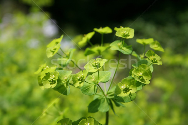 Stock foto: Grünen · Blumengarten · Garten · Farbe · Anlage · Saatgut