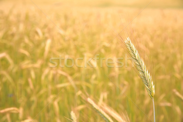 single ear on the golden field background Stock photo © Hochwander