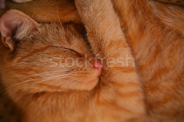 Gato adormecido sofá perigoso olhos Foto stock © Hochwander