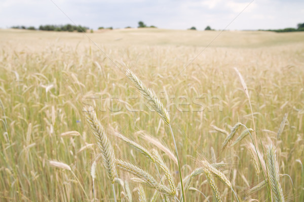 Stock foto: Golden · Ausbeute · Foto · Himmel · Essen · Wolke