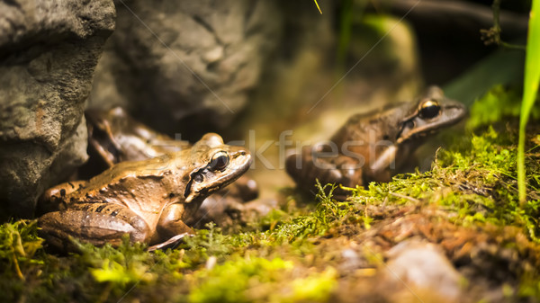 Frogs in tropical forest Stock photo © Hochwander