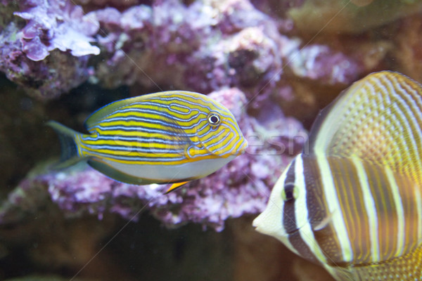 tropical world - Acanthurus sohal - Sohal Tang Stock photo © Hochwander