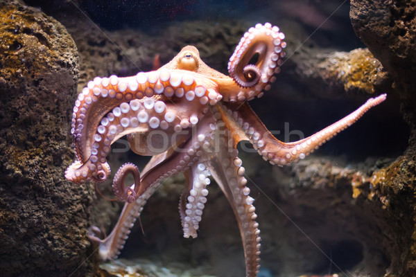 ethereal octopus from the depth (Octopus vulgari) Stock photo © Hochwander