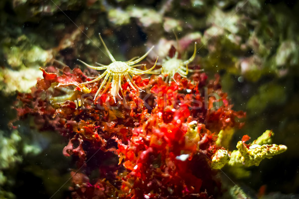 Zee aquarium natuur oceaan leven dier Stockfoto © Hochwander