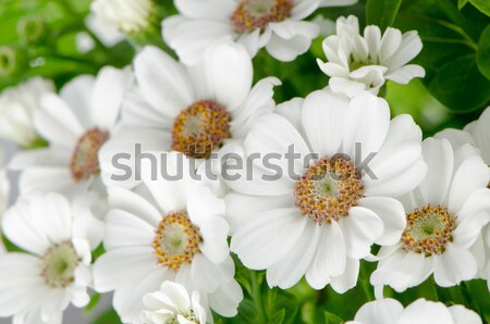 Hermosa crisantemo flores flor primavera naturaleza Foto stock © homydesign