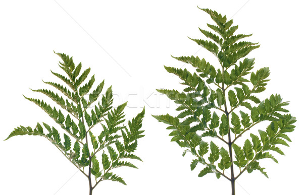 Stock photo: Fern leafs