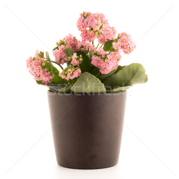 Kalanchoe Calandiva flowers Stock photo © homydesign