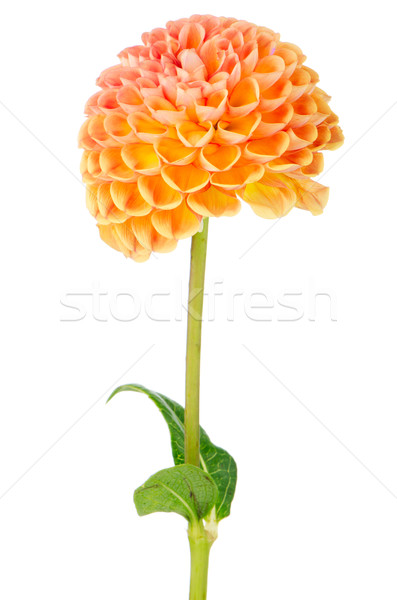 Foto stock: Naranja · dalia · flor · hermosa · aislado · blanco