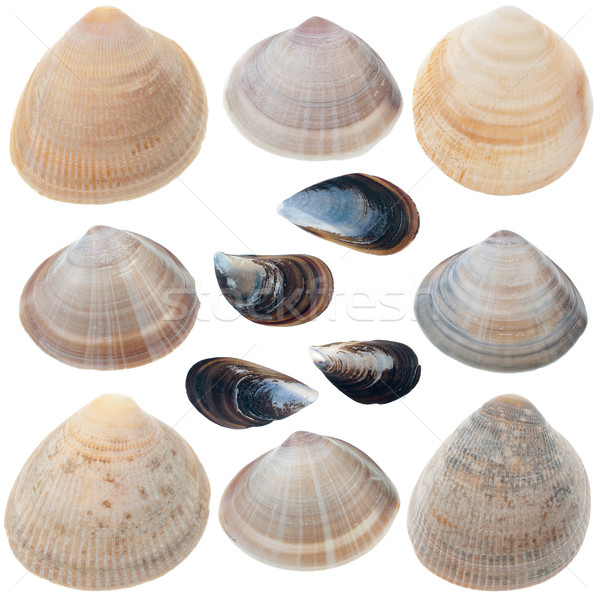Detailed sea shells Stock photo © homydesign