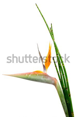 Indígena decorativo sempre-viva planta guindaste flor Foto stock © homydesign