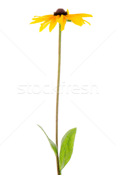 Girasol hermosa blanco flor sol naranja Foto stock © homydesign