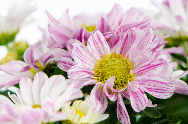 Hermosa crisantemo flores primavera naturaleza verano Foto stock © homydesign