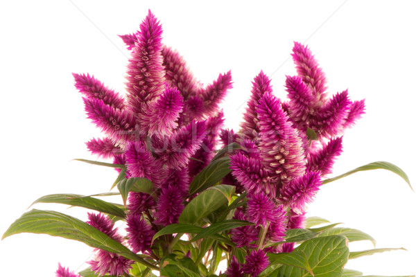 Cockscomb celosia spicata plant Stock photo © homydesign