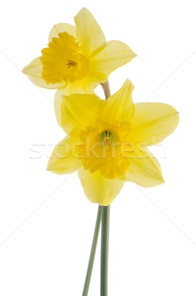 Jonquil flowers Stock photo © homydesign
