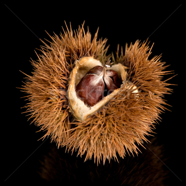 Chestnuts on a black reflective background Stock photo © homydesign