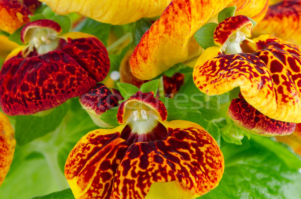 Closeup of yellow and red calceolarua flowers Stock photo © homydesign