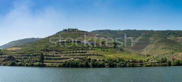 Point of view shot of terraced vineyards in Douro Valley Stock photo © homydesign