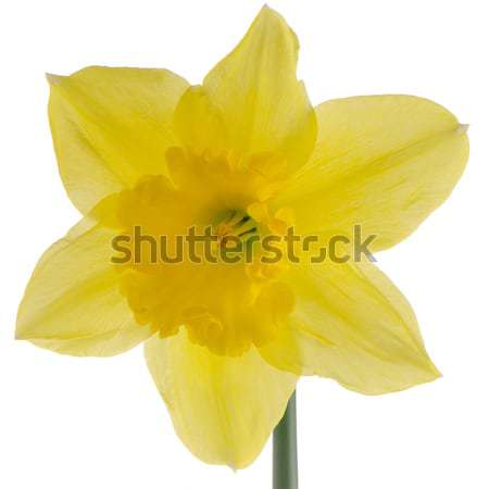 Jonquil flower Stock photo © homydesign