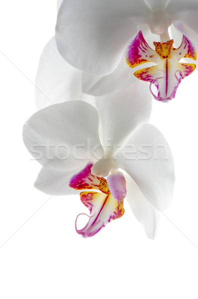 Stock photo: White and pink orchids