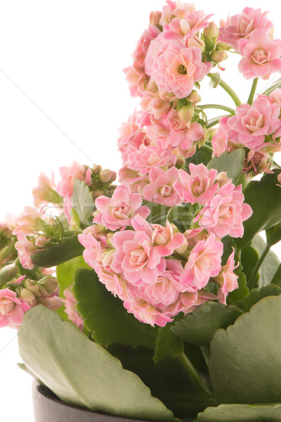 Kalanchoe Calandiva flowers Stock photo © homydesign