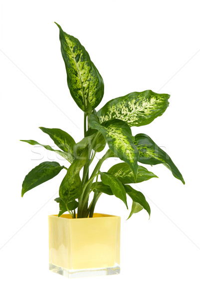 Stock photo: Houseplant