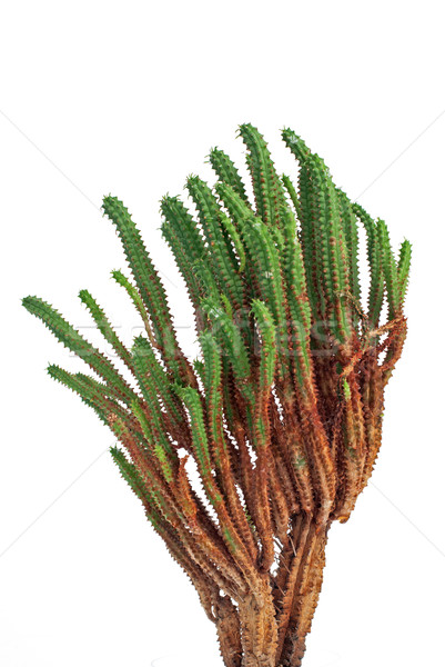 Cactus Stock photo © homydesign