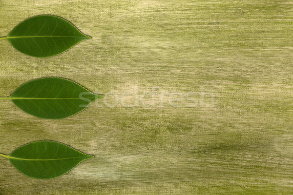 Camelia leaves on green Stock photo © homydesign