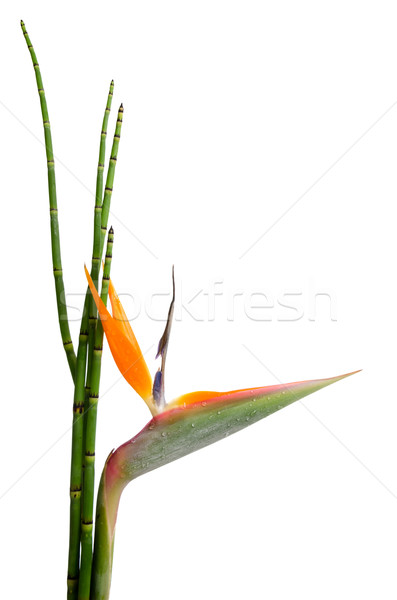 Indígena decorativo sempre-viva planta guindaste flor Foto stock © homydesign