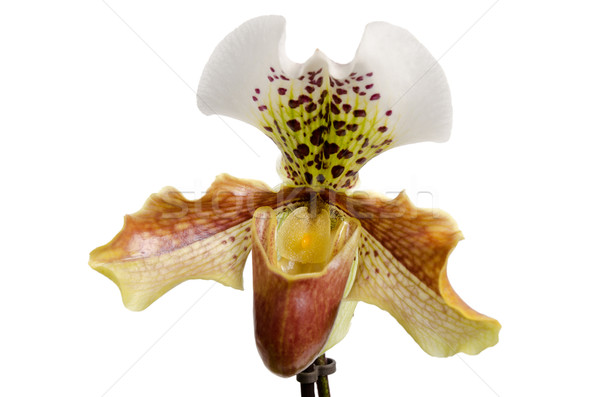 Close up of orchid (Paphiopedilum Maudiae)  Stock photo © homydesign