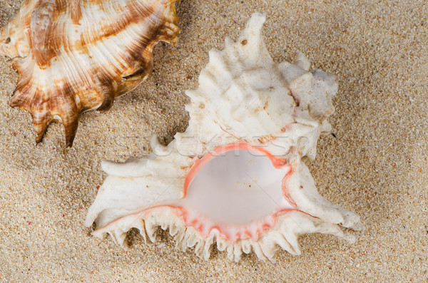 Conchs and shells  Stock photo © homydesign