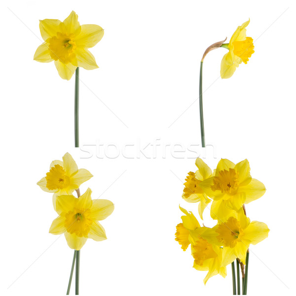 Jonquil flowers Stock photo © homydesign
