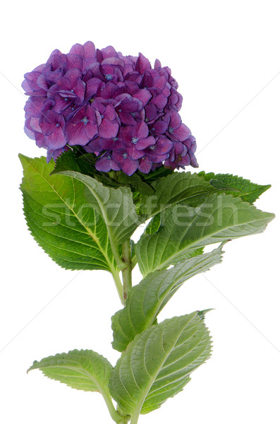 Lacecap Hydrangea (macrophylla normalis) Stock photo © homydesign