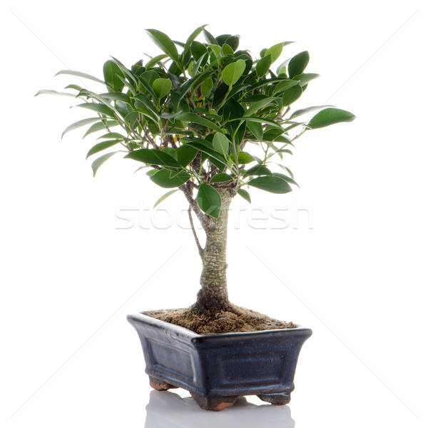 Chinese green bonsai tree Stock photo © homydesign