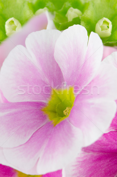 Pembe çuhaçiçeği çiçekler beyaz yaprak Stok fotoğraf © homydesign