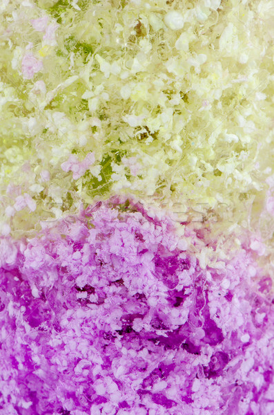 Planta flor gel floral cor água Foto stock © homydesign
