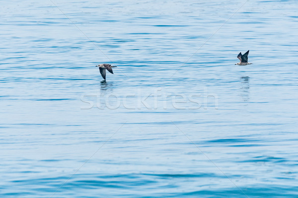 Pescarusi care zboară apă ocean Portugalia plajă Imagine de stoc © homydesign