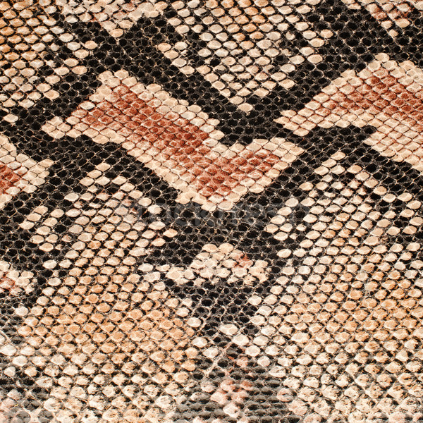 Serpiente piel primer plano patrón textura moda Foto stock © homydesign