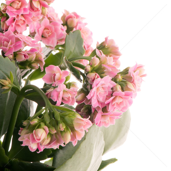 Kalanchoe Calandiva flowers Stock photo © homydesign