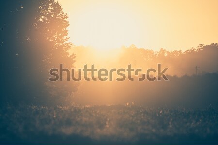 Trees in sunset with fog Stock photo © homydesign