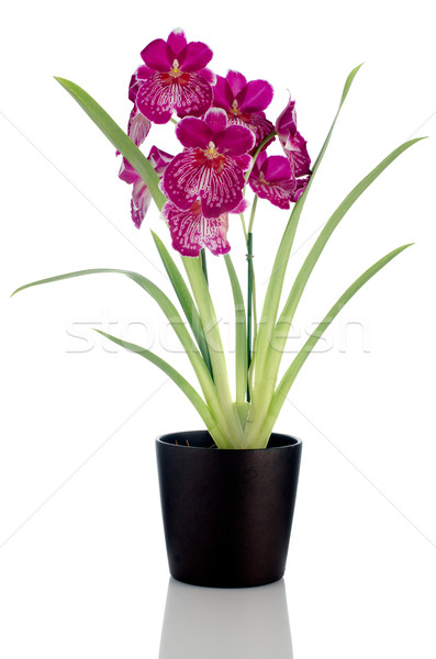Orchidee schönen Blumen dunkel Blumentopf weiß Stock foto © homydesign