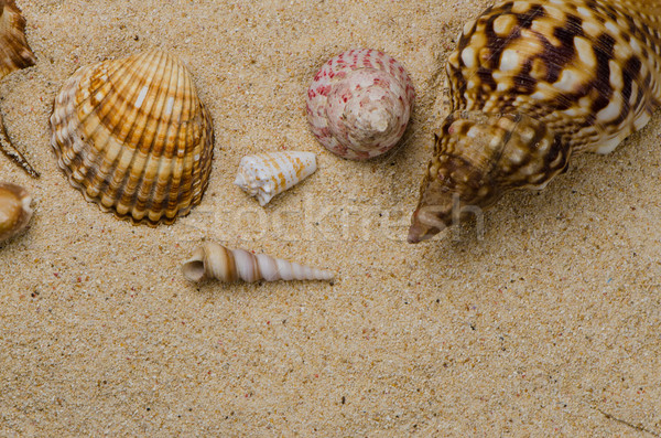 Stock photo: Seashells on the sand 