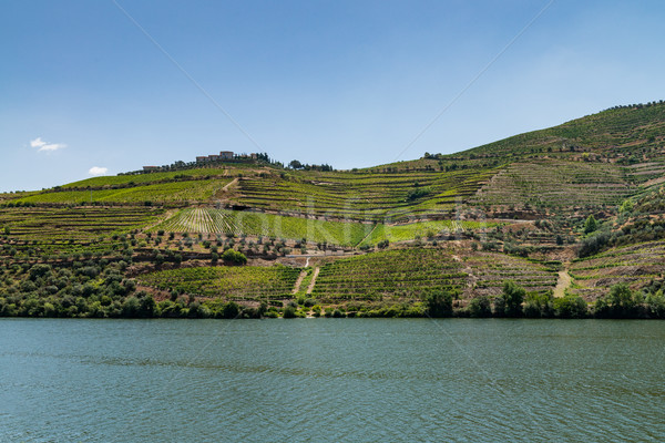 Point of view shot of terraced vineyards in Douro Valley Stock photo © homydesign