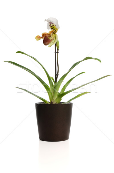 Beautiful orchid (Paphiopedilum Maudiae)  Stock photo © homydesign