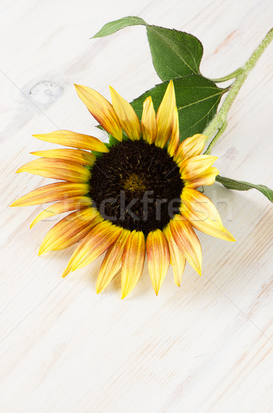 Sunflower flower Stock photo © homydesign