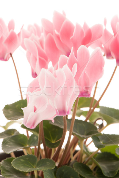 Stock photo: Beautiful pink Cyclamen flower